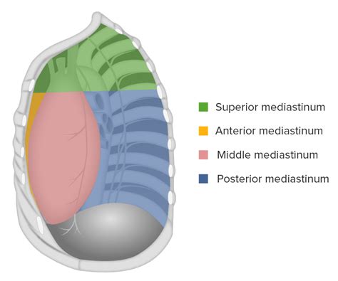 Anterior Mediastinum Anatomy