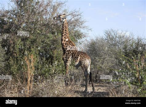 Southern Giraffe in South Africa Stock Photo - Alamy