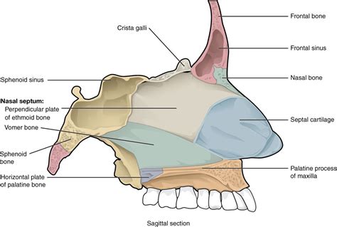 Anatomy Of Nasal Bones - ANATOMY