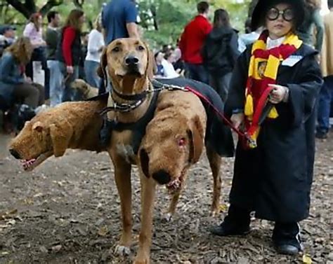 12 Creative and Unusual Dog Costumes.