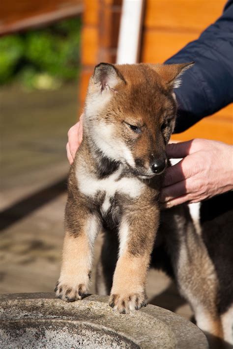 a small puppy is being held up by someone's hand while sitting on a rock