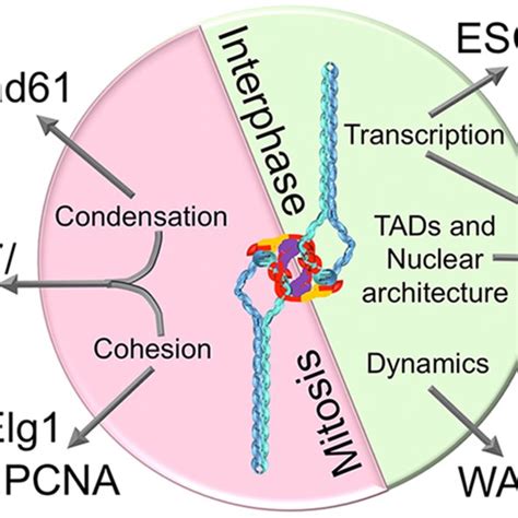 Multifaceted roles of cohesin. Cohesin functions are separable through ...