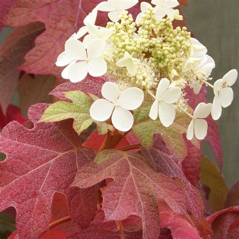 'Little Honey' Oakleaf Hydrangea