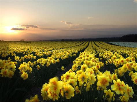 Field of Daffodils Wallpaper - WallpaperSafari