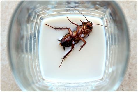 Cockroach Milk is The New Superfood According to Scientists - Women Daily Magazine