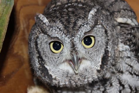 Peanut (Western Screech Owl) – Alaska Raptor Center