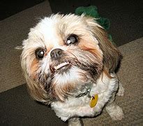 Shih Tzu Teeth, Bite and Dental Issues