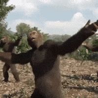 Monkey Dance GIFs - Find & Share on GIPHY