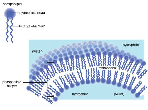 Biology Lipids - Shmoop Biology