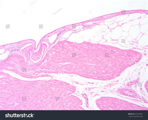 Histology Human Heart Tissue Show Cardiac Stock Photo 632746931 | Shutterstock