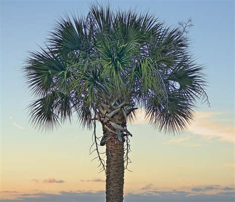 67 best images about Palmetto Tree on Pinterest | Trees, Cabbages and South carolina