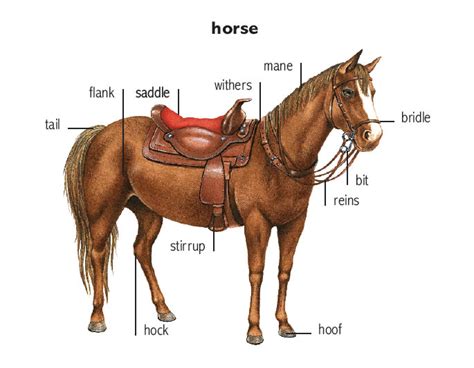 stirrup noun - Definition, pictures, pronunciation and usage notes | Oxford Advanced American ...