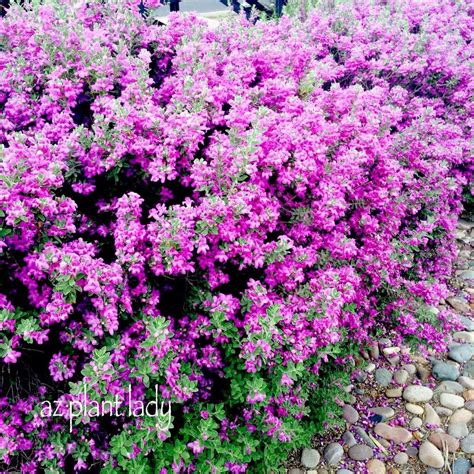 Southwest Plant Profile: Texas Sage - Ramblings from a Desert Garden