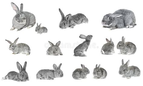 Grey rabbit stock image. Image of wildlife, fluffy, tiny - 13939059