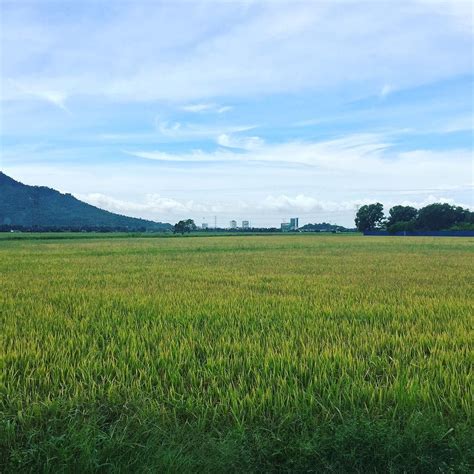 Pemandangan Di Sawah Padi