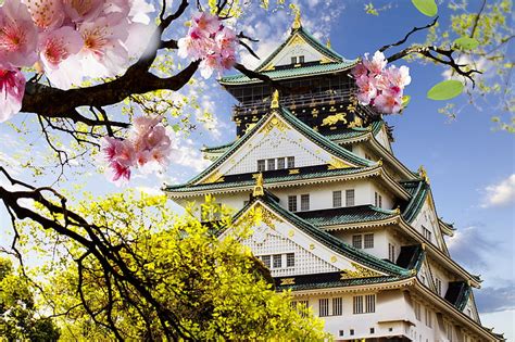 HD wallpaper: Japan, architecture, cherry blossom, Osaka Castle, tree ...