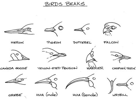 Bird Beak Worksheet