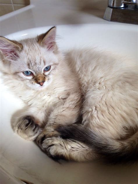 Hazel, Siamese mix rescue kitten. | Kitten rescue, Siamese cats, Cat people