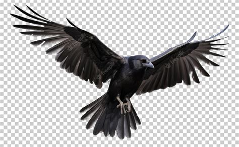 Premium PSD | Raven flying isolated on transparent background