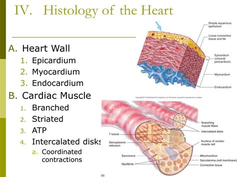 PPT - Chapter 12 Heart Cardiovascular System PowerPoint Presentation, free download - ID:4225094