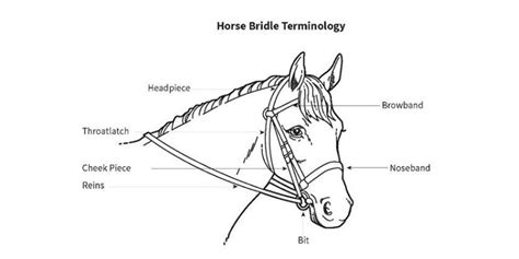 Guide to Buying a Horse Bridle: Its Parts and Uses