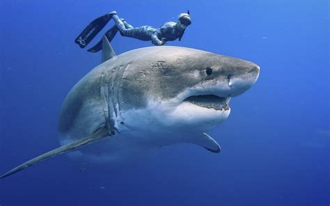 Noumea beaches closed after shark mauls woman - Island Times