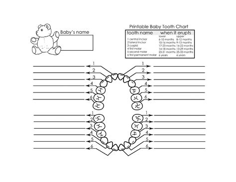 Baby Milk Teeth Chart | Templates at allbusinesstemplates.com