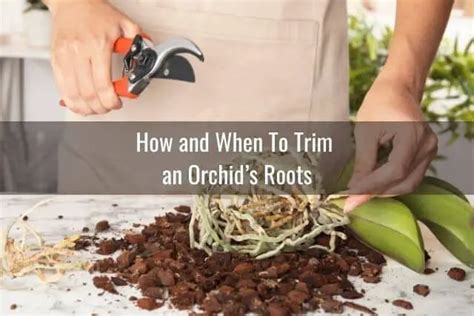 How To Take Care of Orchid Roots - Everyday Orchids