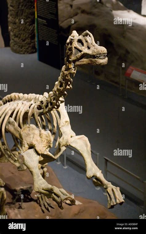 Titanosaurus skeleton hi-res stock photography and images - Alamy