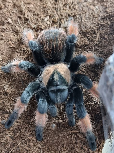 Brachypelma emilia | Arachnoboards