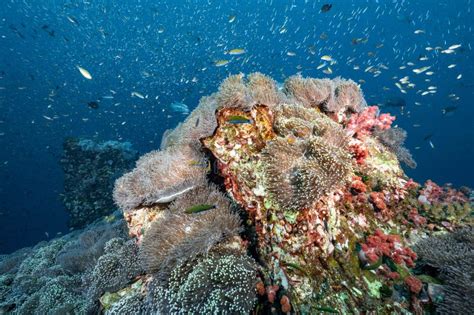 Sea Anemone on Coral Reef with School of Fish Stock Photo - Image of ...