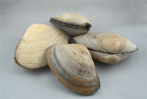 Surf Clams (Large Clam) Qty 3-4 per 5 lb bundle - The Fresh Lobster Company