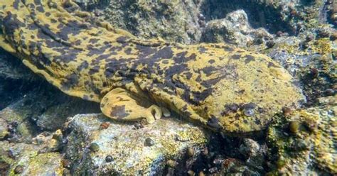 Baby's First Hellbender! Zoo-Reared Ozark Hellbender Successfully ...