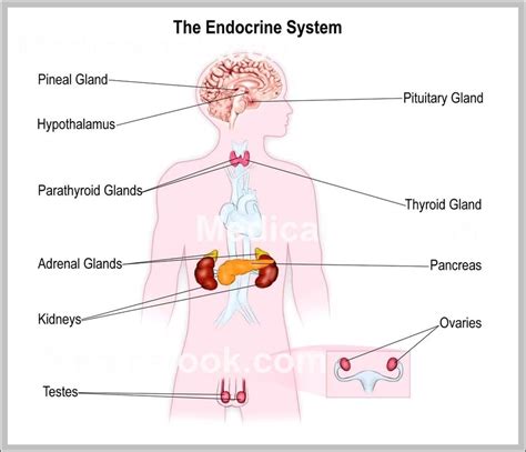 Anatomy Of Endocrine System Image | Anatomy System - Human Body Anatomy ...