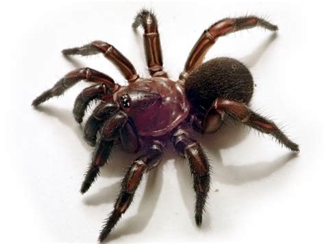 New group of trapdoor spiders discovered in eastern Australia