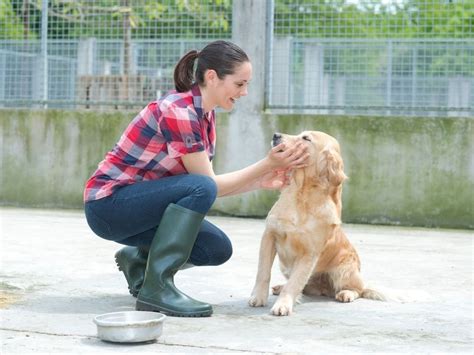 Lorton Animal Shelter, Police Station Groundbreaking Planned | Lorton, VA Patch