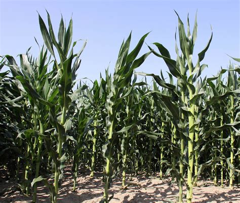 Arable Crops: Maize - IOBC-WPRS