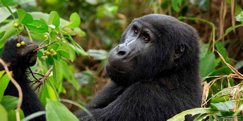 Gorilla Trekking: Uganda Versus Rwanda, Which Is Better? – SafariBookings