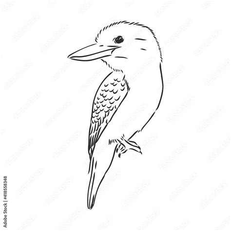 black outlined kookaburra bird-vector drawing, kookaburra vector sketch ...