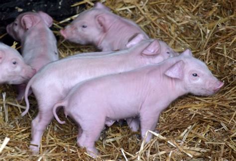 Landrace Piglets - Sacrewell Farm