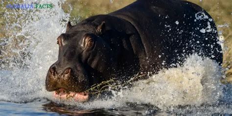 How Fast Can A Hippo Run | 4 Wondrous Facts