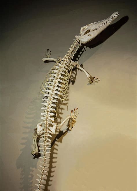 Crocodile Skeleton Labeled