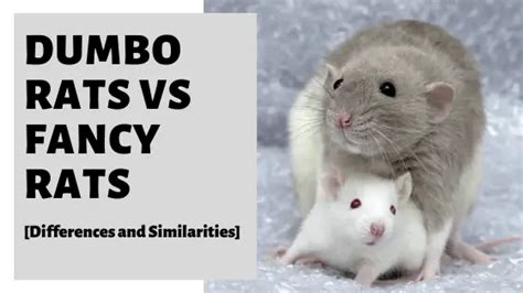 Dumbo Rats vs Fancy Rats [Differences and Similarities]