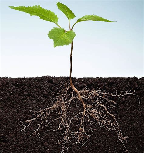 Shoots or roots - which controls plant-fungal interactions? | Faculty ...