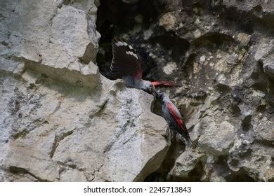 242 Wallcreeper Bird Images, Stock Photos & Vectors | Shutterstock