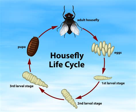 Stages Of House Fly Life Cycle