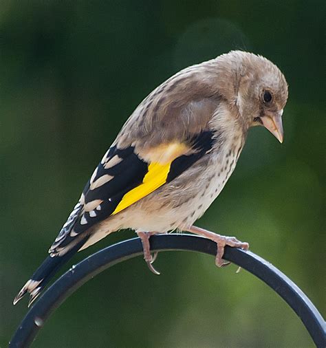 Sad Bird | A young Goldfinch | Rodney Harris | Flickr