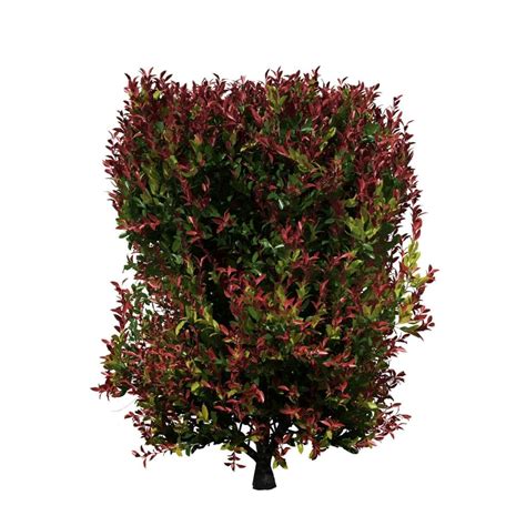 Red Tip Photinia: Residential (Rectangle) – SpeedTree