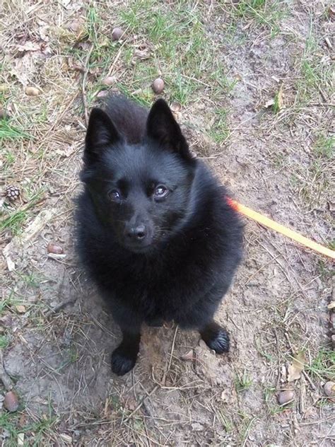 Schipperke | Schipperke, Cute dogs, Dogs