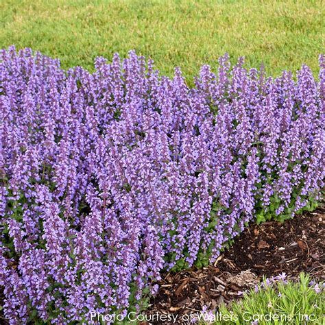 Nepeta faassenii Cat's Pajamas Catmint for Sale | Rare Roots